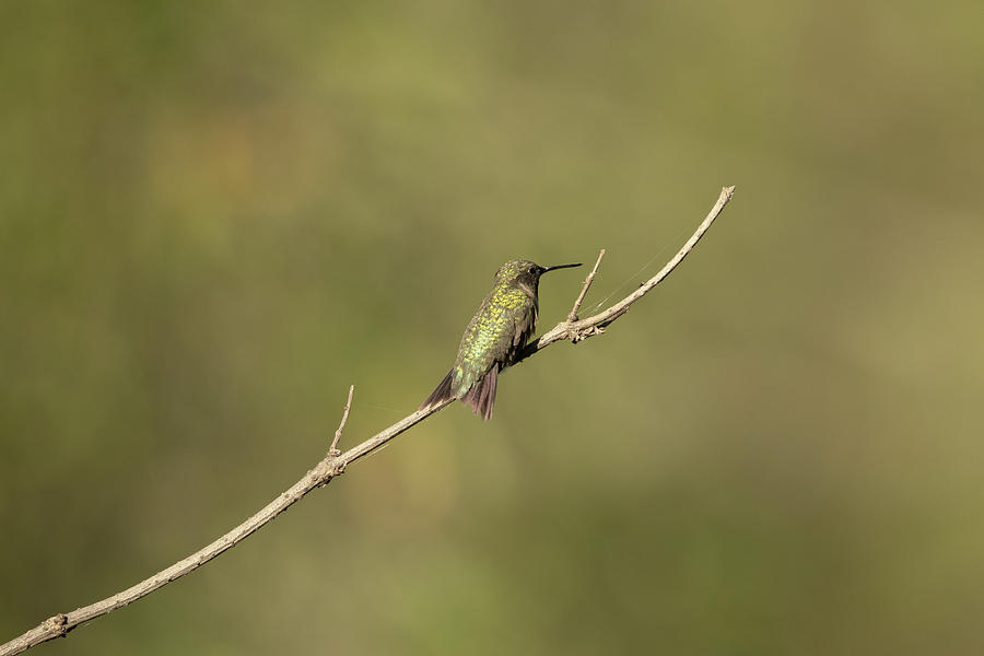 The Lonely Hummingbird Photograph by Chad Meyer