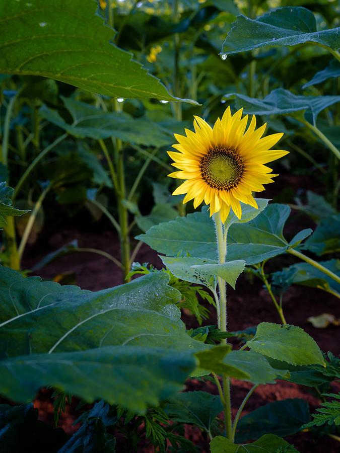 The Lonely Sunflower Photograph by Dennis Govoni