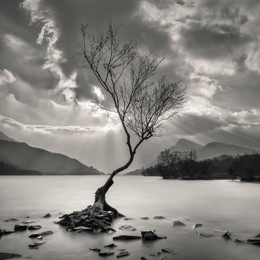 Nature Photograph - The Lonely Tree by Dave Bowman
