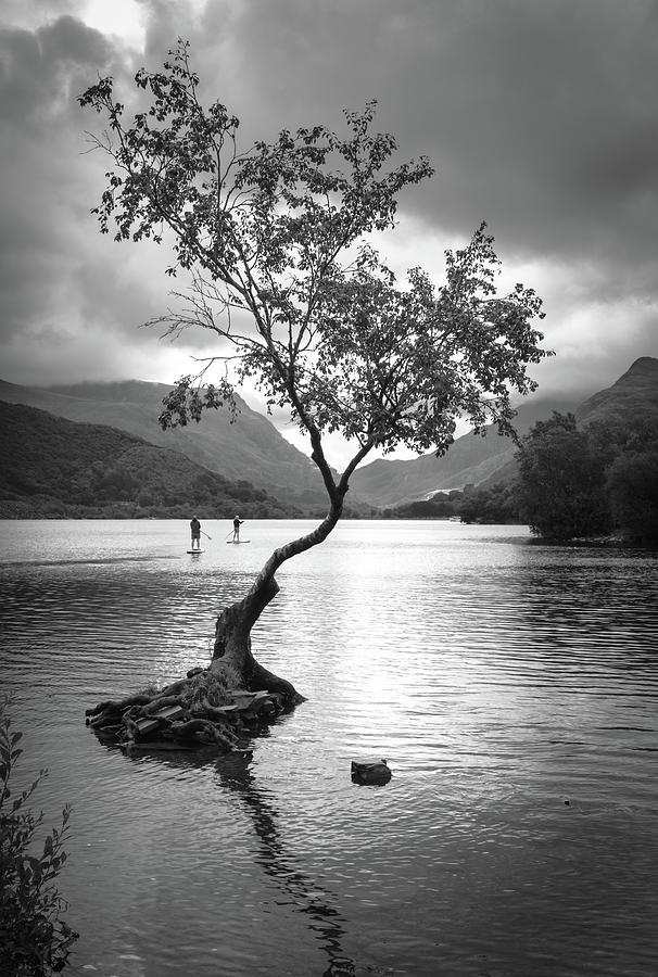 The lonely tree Photograph by Gary Browne