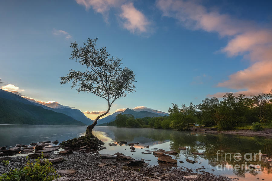 The lonely tree of Llyn Padarn Photograph by Mariusz Talarek