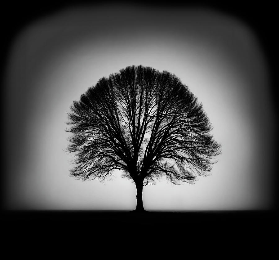 The Lonely Tree Digital Art by Steve Taylor - Fine Art America