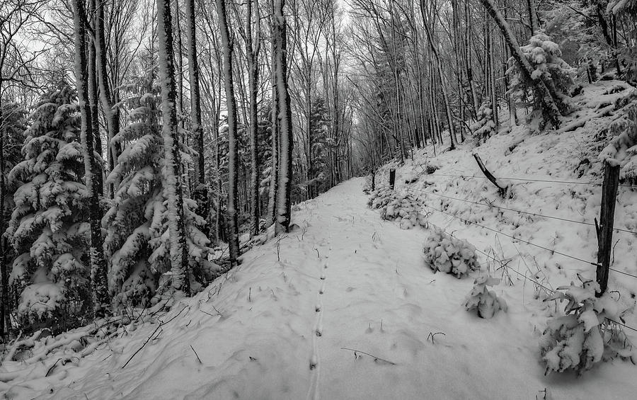 Winter Photograph - The Loners Path -1 by Jason Funk