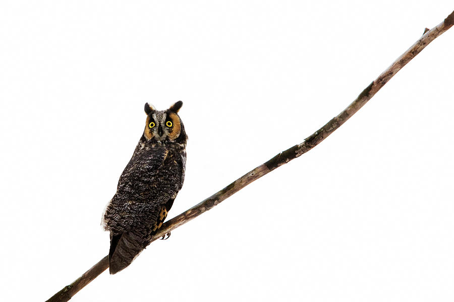 The long-eared owl Photograph by Mircea Costina Photography