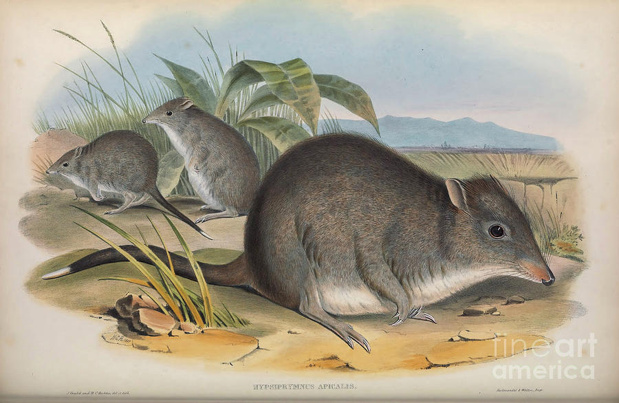 The long-nosed potoroo Potorous tridactylus c1 Drawing by Historic Illustrations