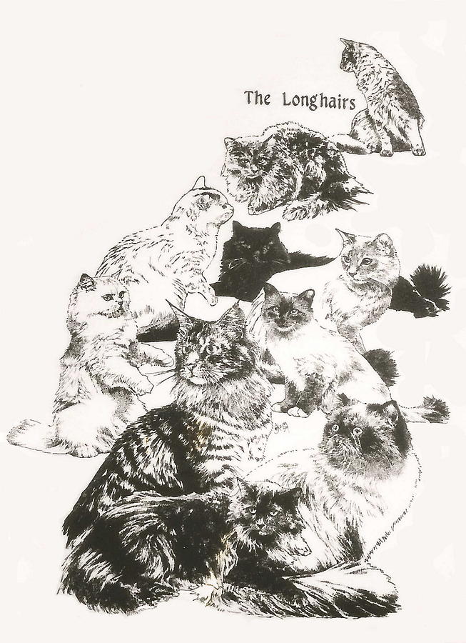 The Longhairs Drawing by Barbara Keith