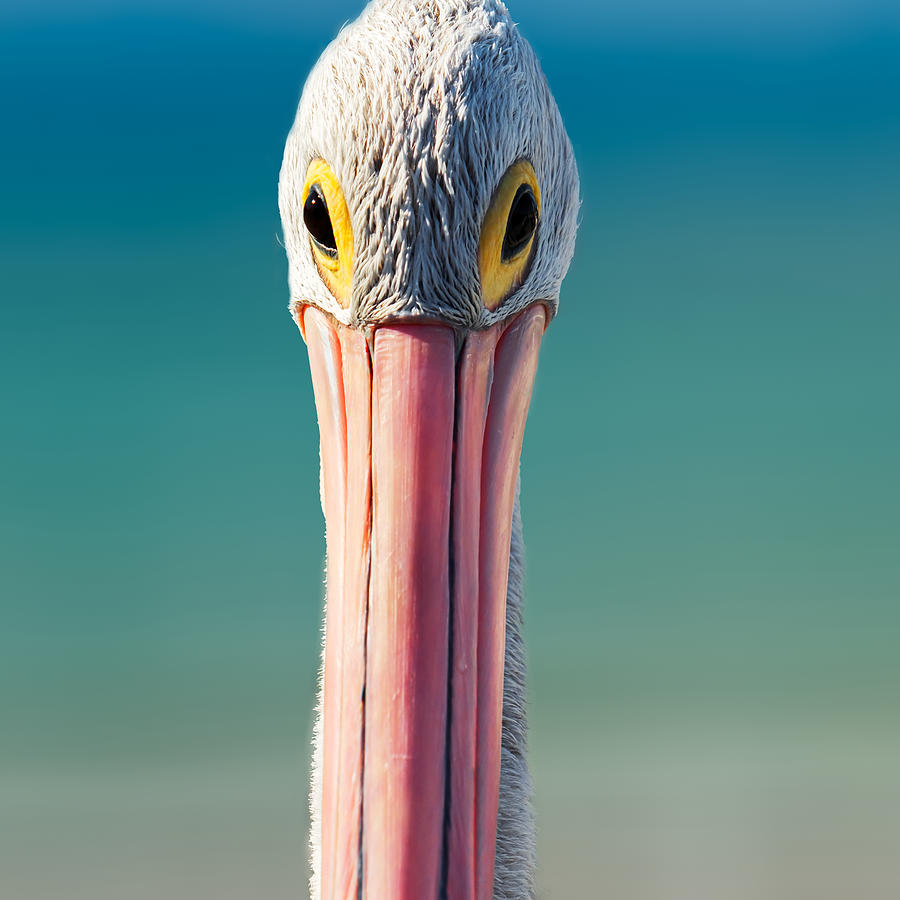 Pelican Photograph - The Look by Catherine Reading