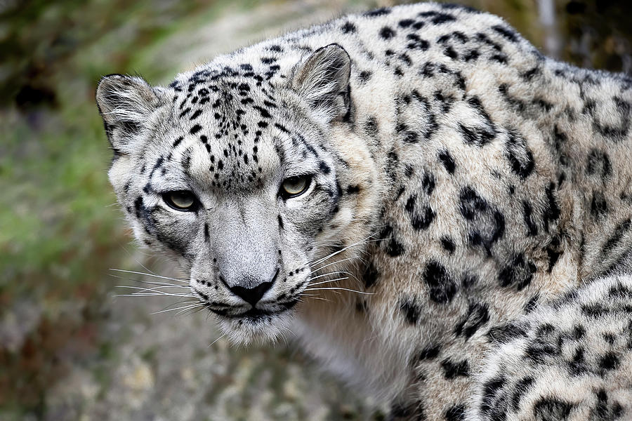 The Look - Snow Leopard Photograph by Gary Geddes
