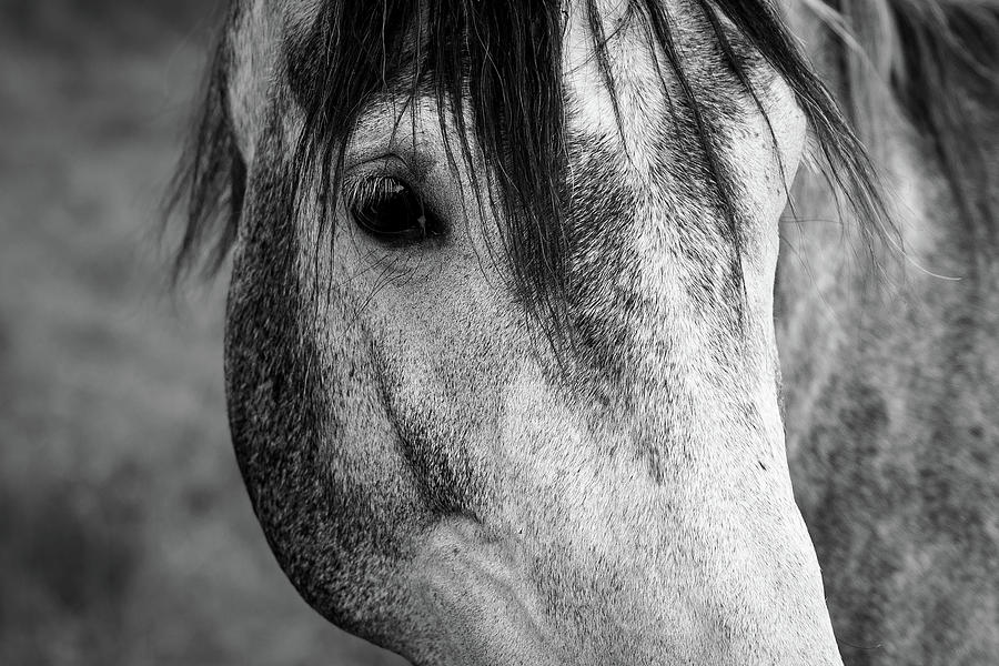 The Look Of A Horse Photograph by Nicklas Gustafsson