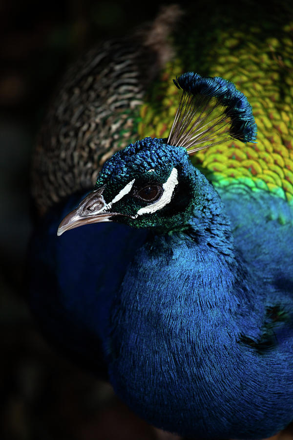 The Look Of A Peacock Photograph