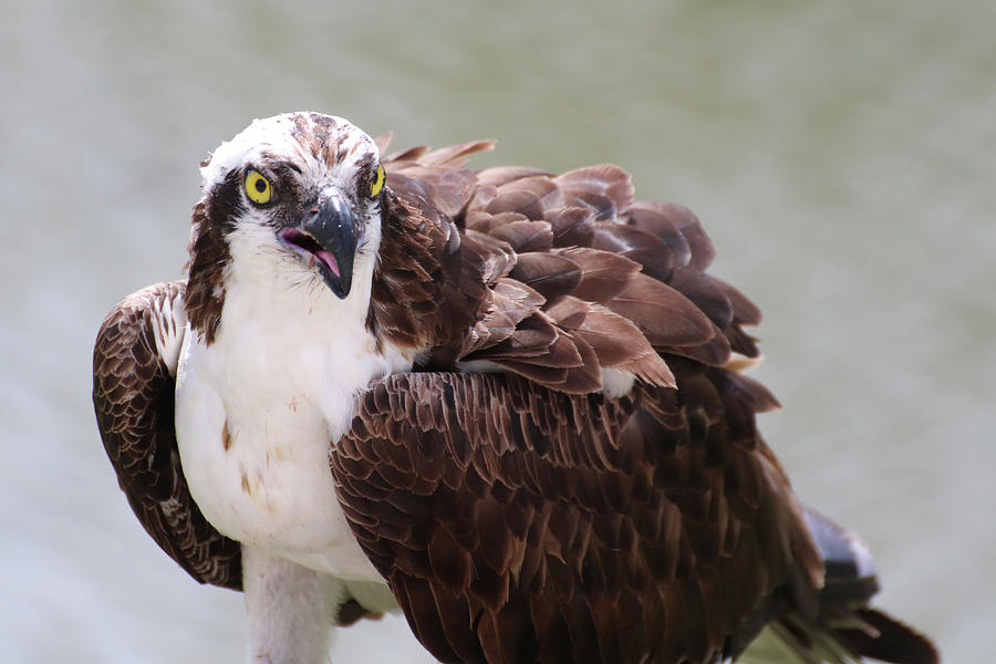 The Look of an Osprey Photograph by David T Wilkinson