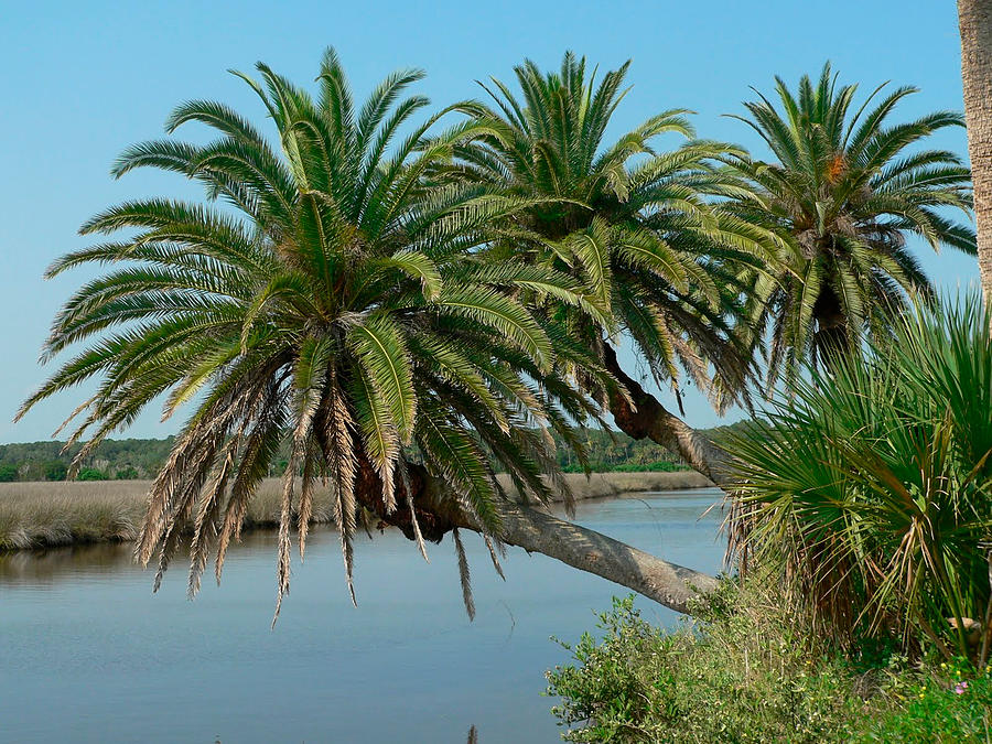 The Loop Palms by Alice Gipson The Loop Palms by Alice Gipson