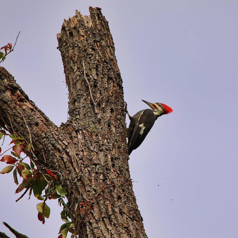 The Loud Pileated Woodpecker Photograph by Scott Burd
