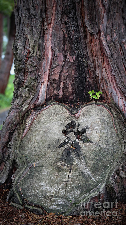 Nature Photograph - The Love of a Tree by D Lee