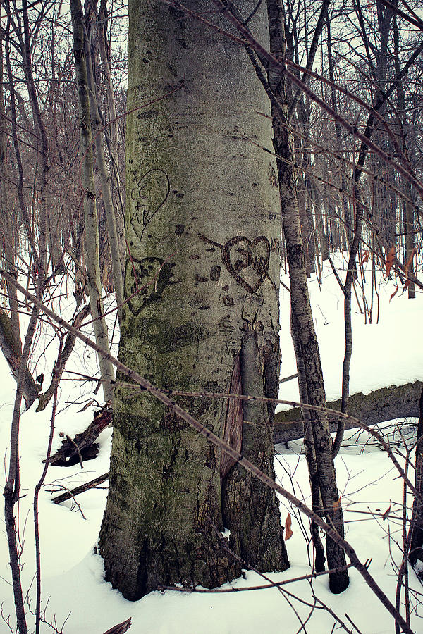 The Love Tree Photograph by Cyryn Fyrcyd