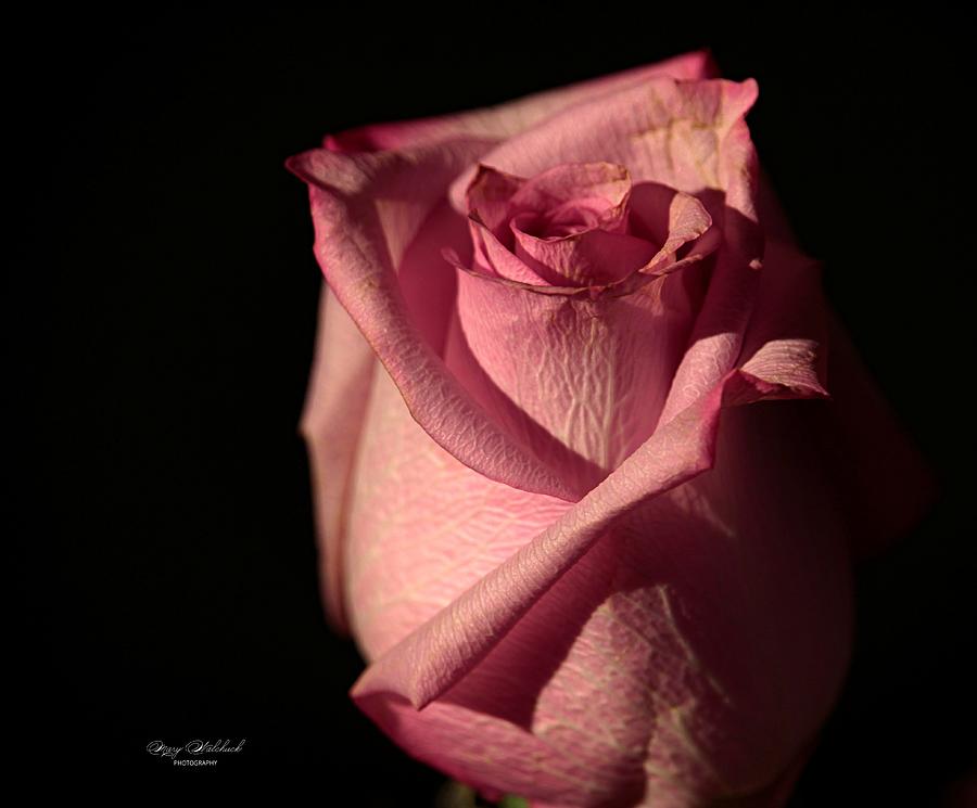 The Loveliness of a Rose Photograph by Mary Walchuck