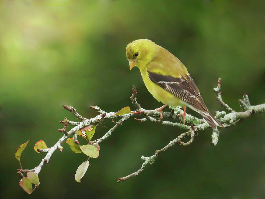 The Lovely American Goldfinch Photograph by Rebecca Grzenda