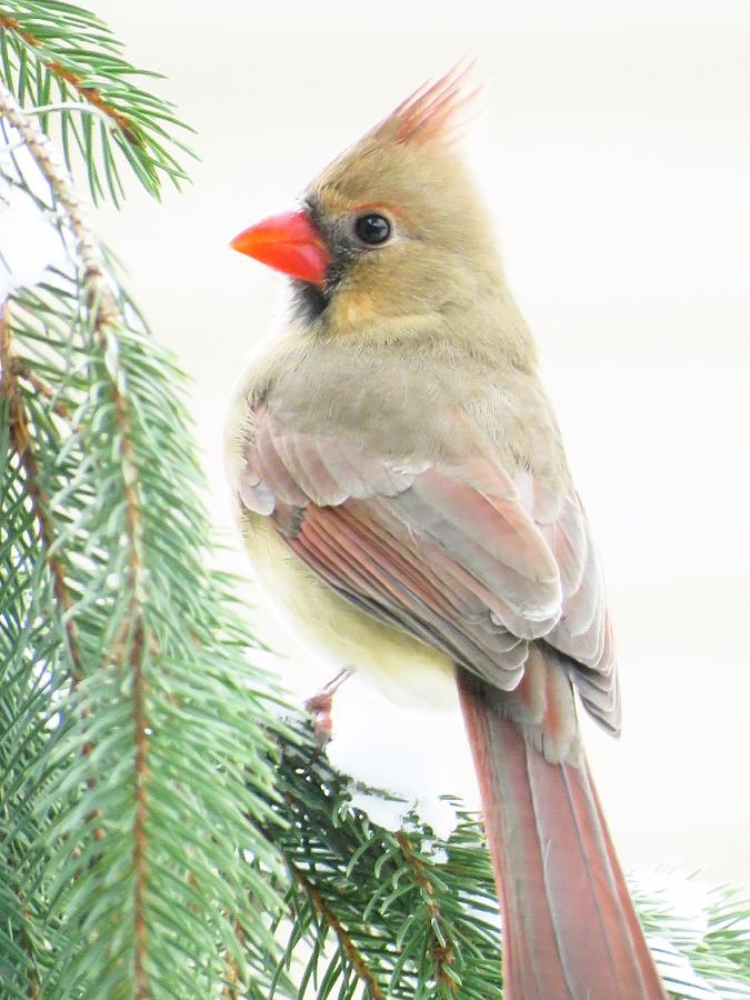 The Lovely Female Cardinal  Photograph by Lori Frisch