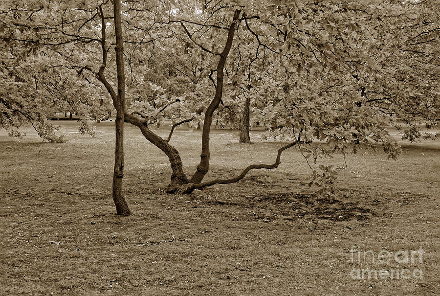 The Low Tree 2007 Photograph By Michael Ziegler Fine Art America