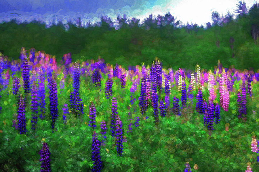 The Lupine Stand Photograph by Wayne King