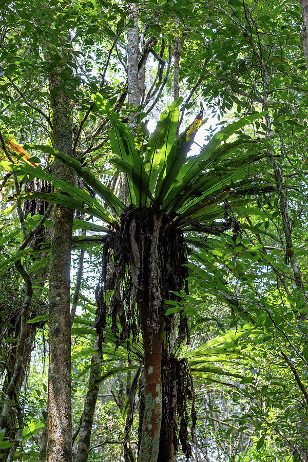 The lush foliage of Madagascar's Mantadia rainforest Photograph by ...