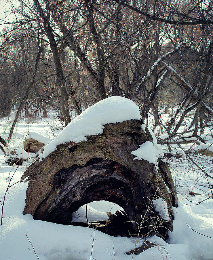 The Love Of Winter 23 Photograph by Cyryn Fyrcyd