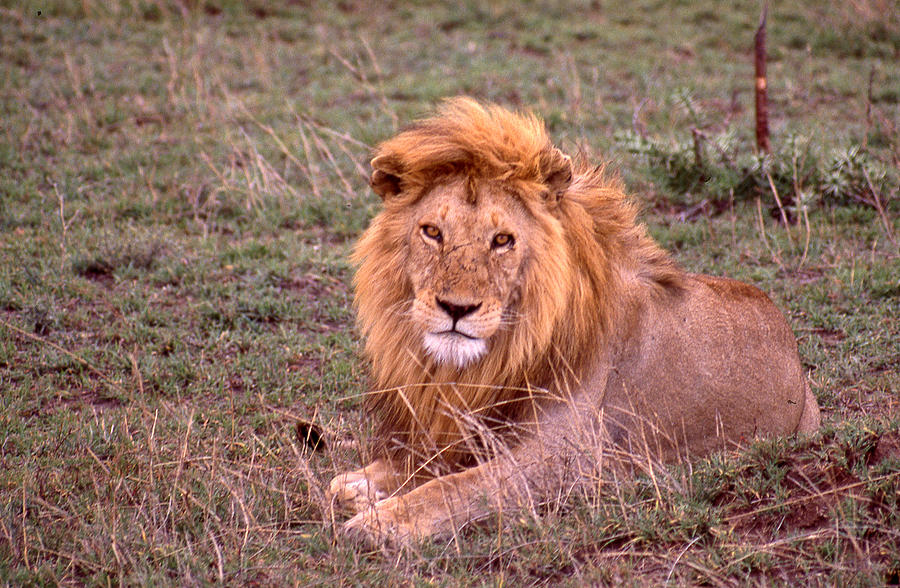 The Lying Lion King Photograph by Russ Considine