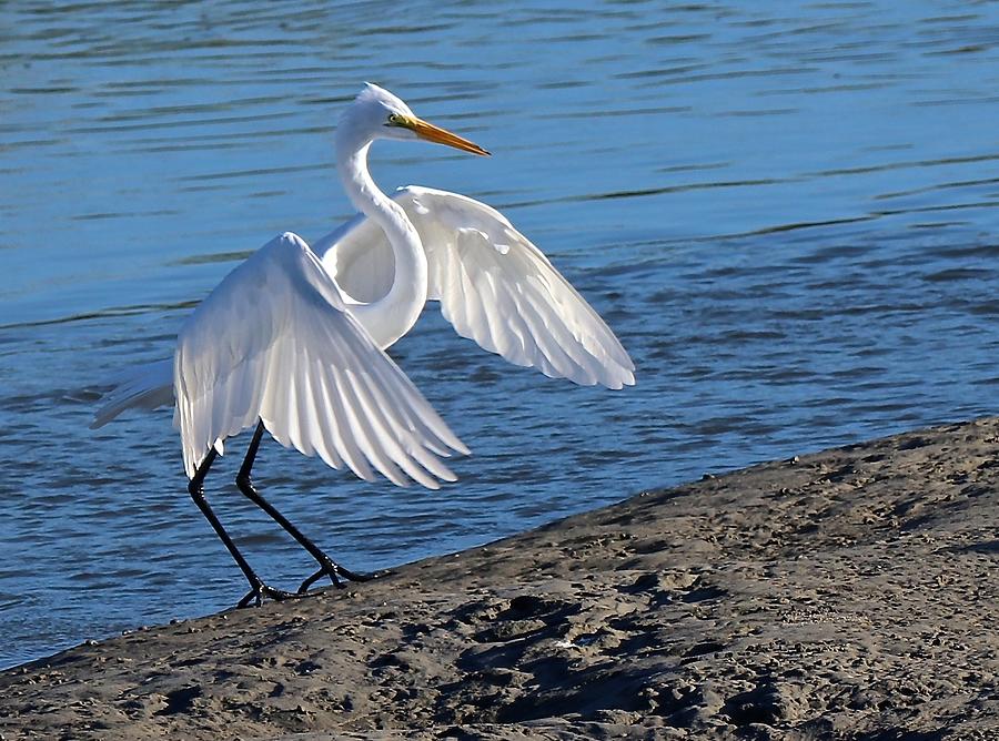 The Maestro Photograph by Jenny Hanna - Fine Art America