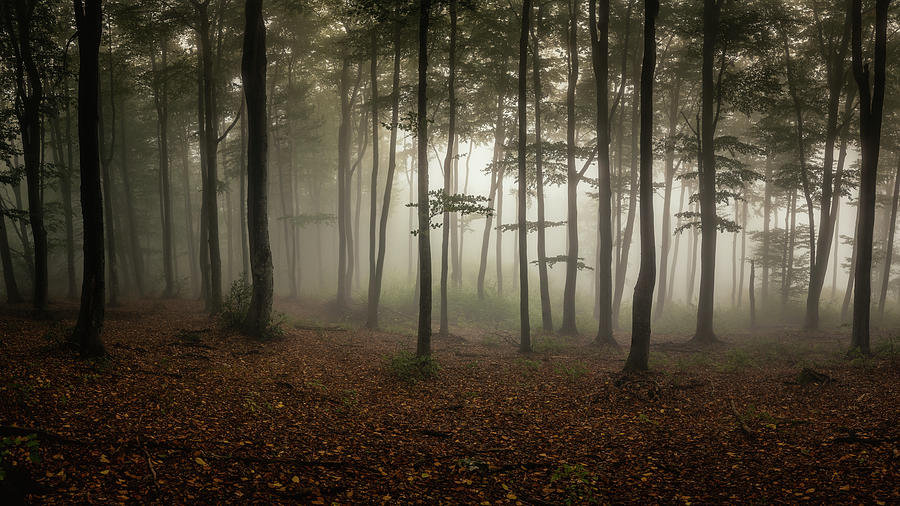 The magic forest 2 Photograph by Plamen Petkov