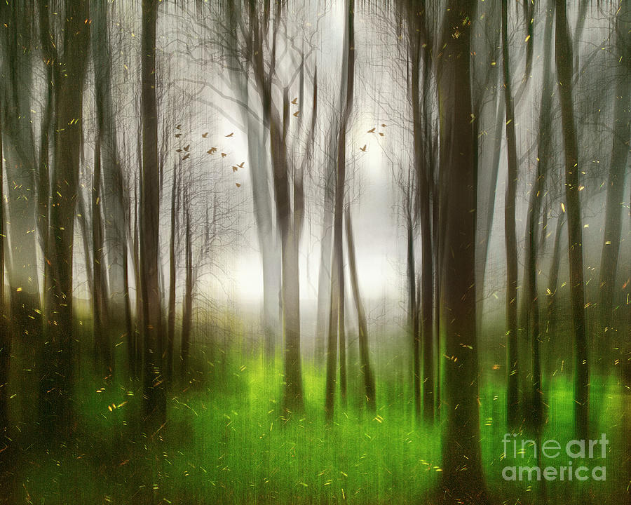 The Magic Forest Photograph by Edmund Nagele FRPS
