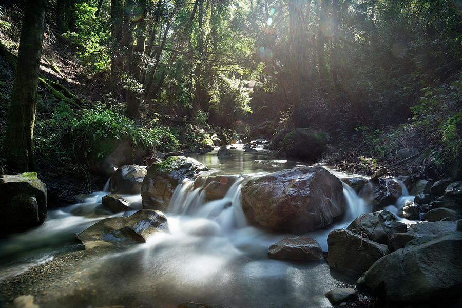 Waterfall Photograph - The Magic Forest by Laurie Search