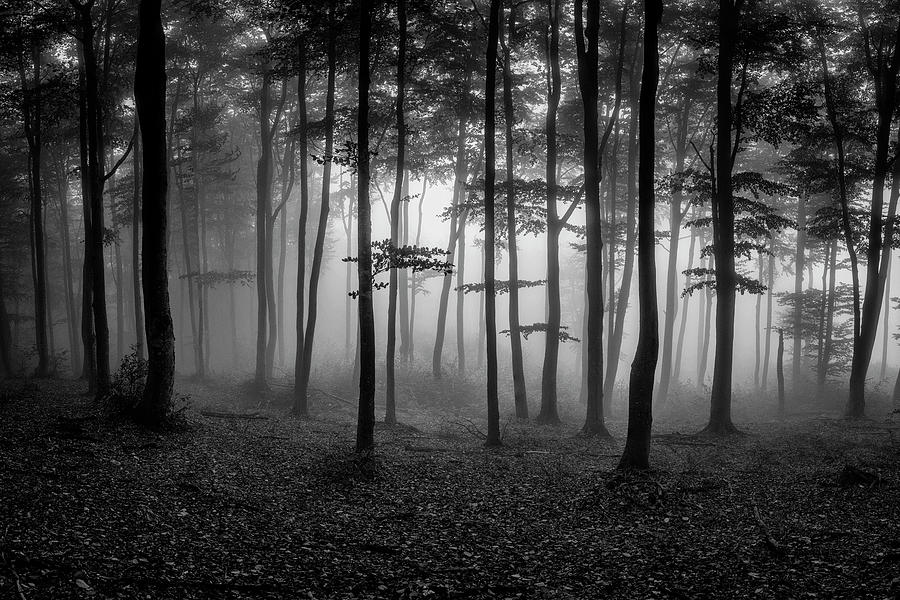 The magic forest Photograph by Plamen Petkov