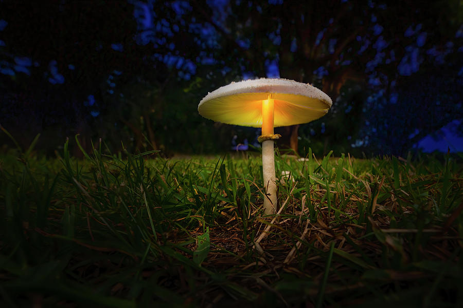 The Magic Mushroom Photograph by Mark Andrew Thomas