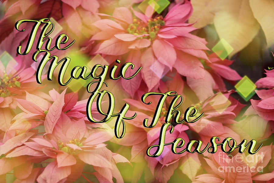The Magic Of The Season Poinsettias Digital Art Photograph