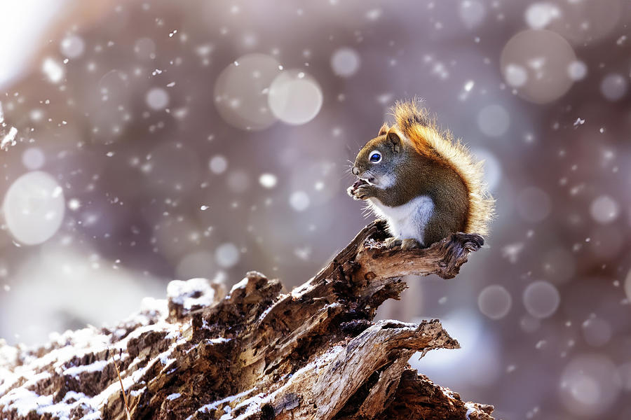 The Magic Squirrel Photograph by Mircea Costina Photography