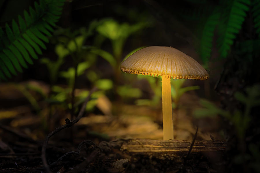 The Magical Mushroom Photograph by Mark Andrew Thomas - Fine Art America