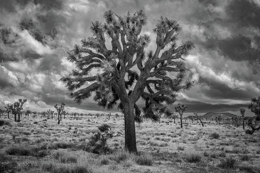 The Magical One - Joshua Tree Photograph by Peter Tellone