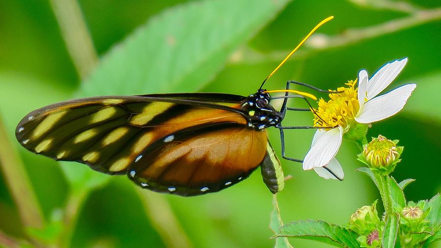 The Magnificent Butterfly Photograph by Spacewalk - Fine Art America