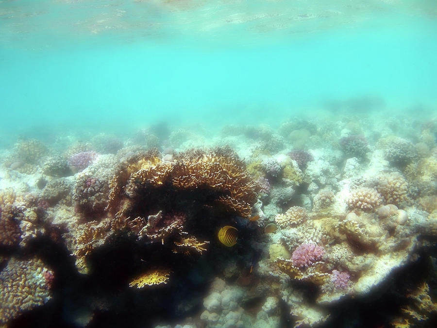 The Magnificent Coral Reef At Port Ghalib Photograph by Johanna Hurmerinta