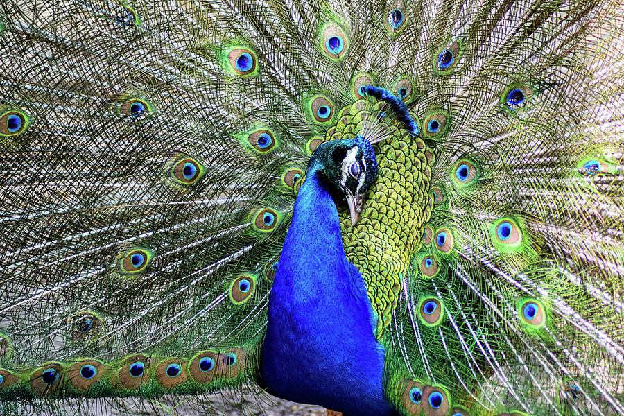 The Magnificent Peacock Photograph by Rosalyn Sue - Pixels