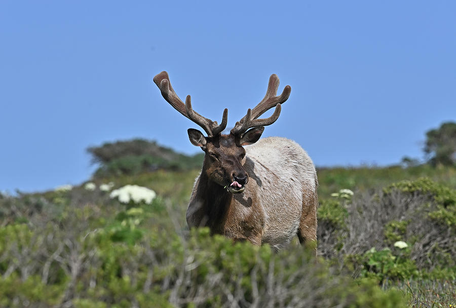 The Magnificent Velvet Antler  Photograph by Amazing Action Photo Video