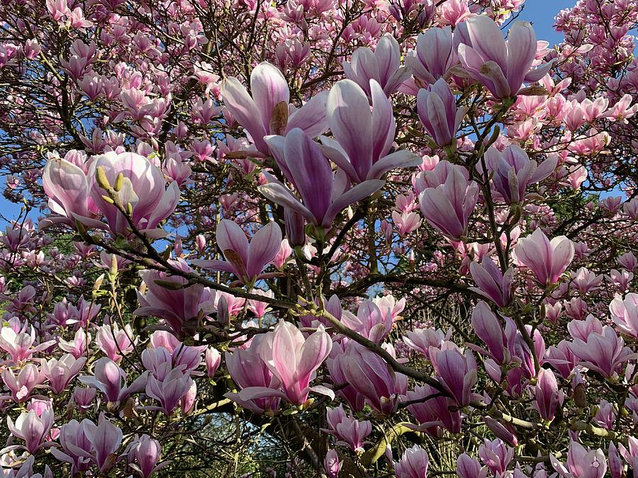 The magnolia blooms Photograph by Lieve Snellings