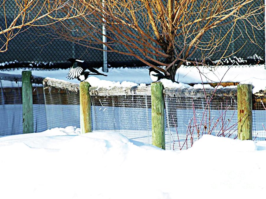 The Magpies Photograph by Philip And Robbie Bracco