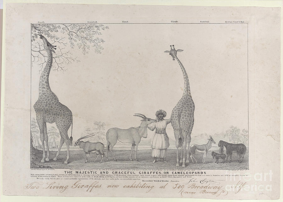 The Majestic and Graceful Giraffes, or Cameleopards, with some Rare ...