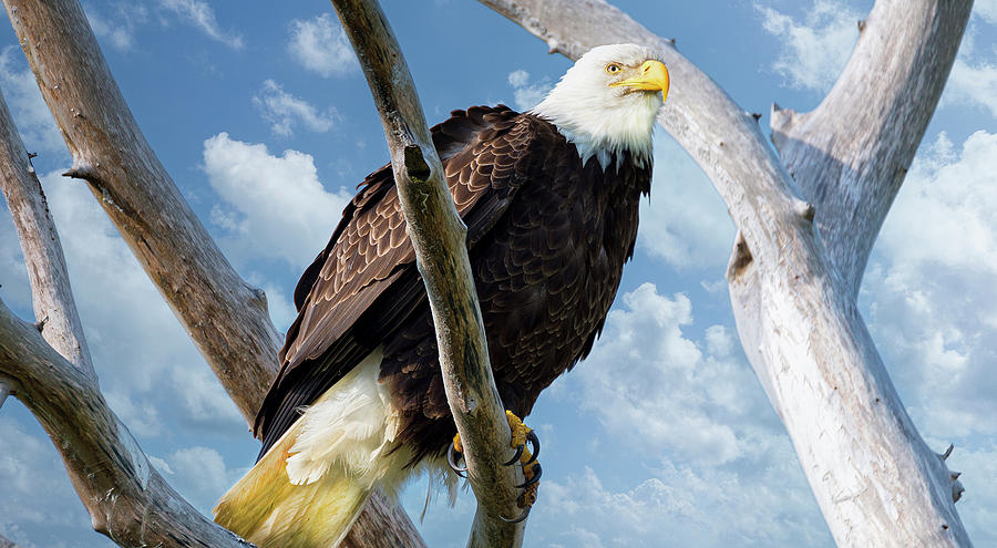 The majestic Bald Eagle  Photograph by Robert Libby