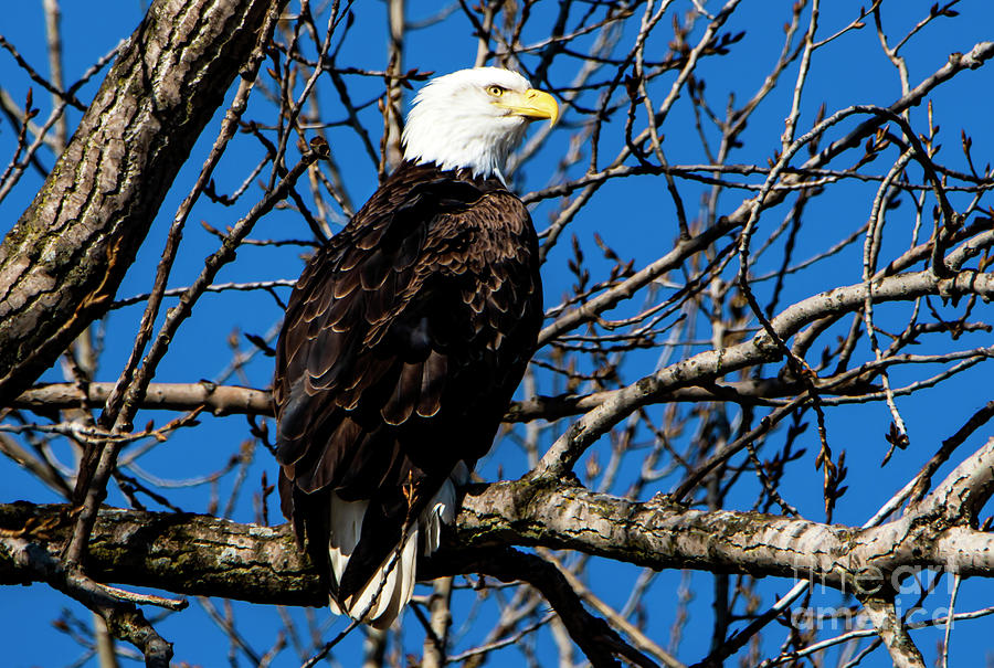 The Majestic Bald Eagle Photograph by Sandra Js