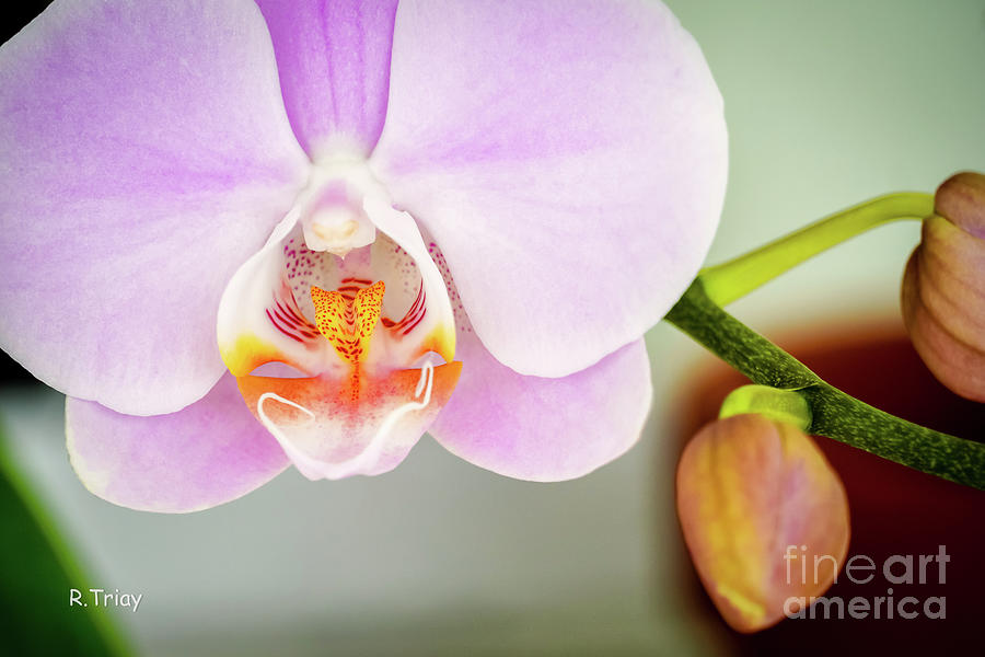 The Majestic Beauty of an Orchid Photograph by Rene Triay FineArt Photos