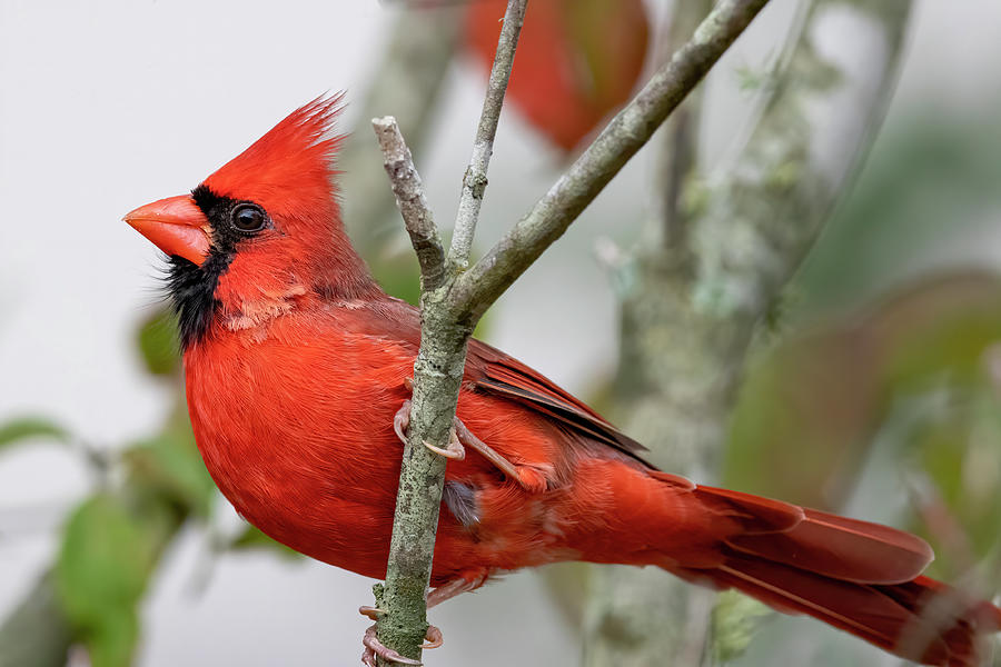 The Majestic Cardinal Photograph by Mary Buck