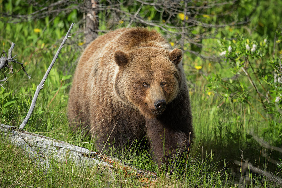 The Majestic Grizzly Photograph by Bill Cubitt