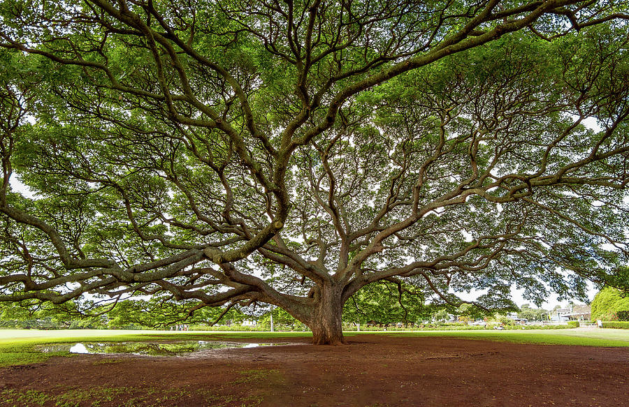 The Majestic Hitachi Tree of Moanalua Garden Photograph by Topmost ...